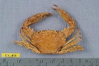 東方蟳藏品圖，第1張